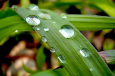 Растения-барометры и прогноз погоды