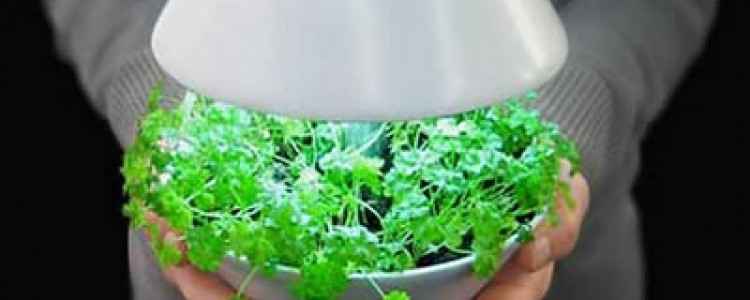 Использование LED-освещения при выращивании растений