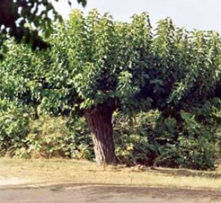 Шелковица — дерево семейства тутовых