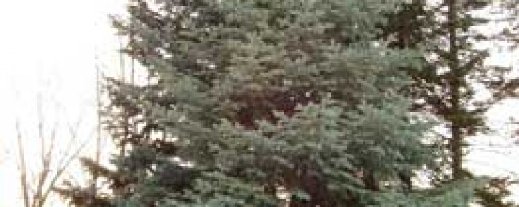 Белопихтово-широколиственные леса заповедника Кедровая падь
