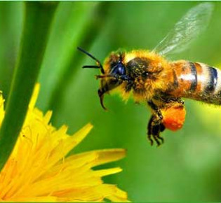 Медоносное растение плюс пчела – вот и медосбор