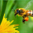 Медоносное растение плюс пчела – вот и медосбор