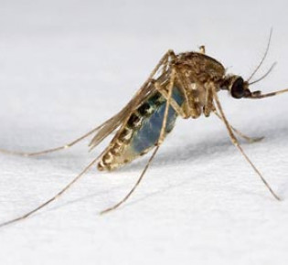 Ультразвуковой брелок от комаров и все о его использовании