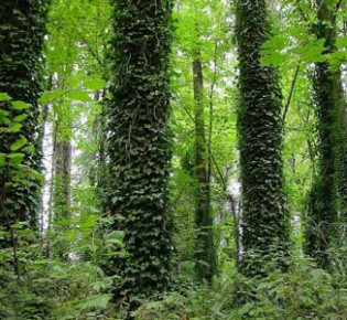 Плющ — вечнозеленый лазающий  кустарник