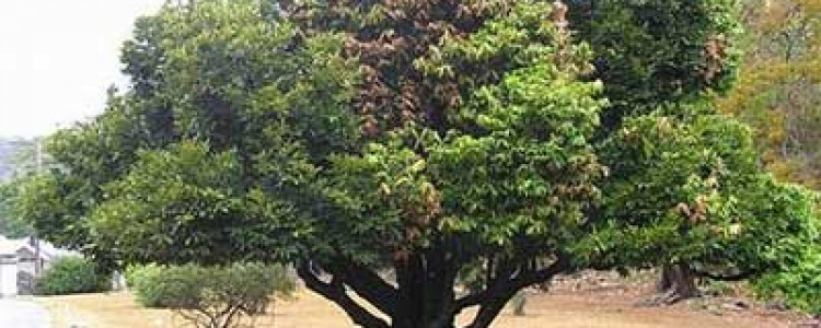 Чёрное дерево и малоизвестные факты о нём