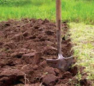 Как правильно обеззаразить почву