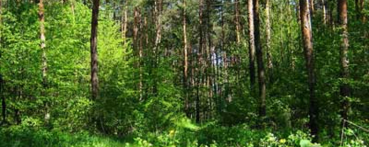 Леса хабаровских окрестностей