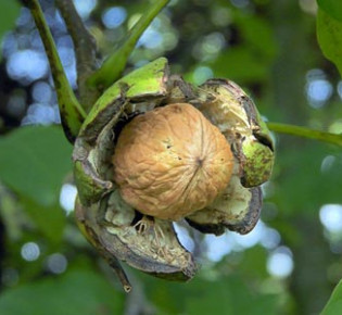 Орех грецкий — дерево жизни
