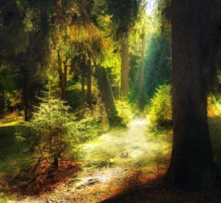 Прогулка в хвойном лесу: на пути к здоровью и хорошему настроению