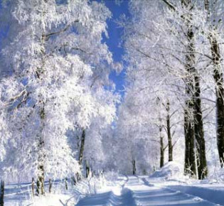 Деревья и кустарники зимой