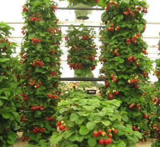 Что такое вертикальное выращивание?