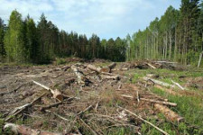 Ограничит ли государство участие бизнеса в лесоустройстве?