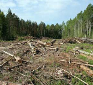 Ограничит ли государство участие бизнеса в лесоустройстве?