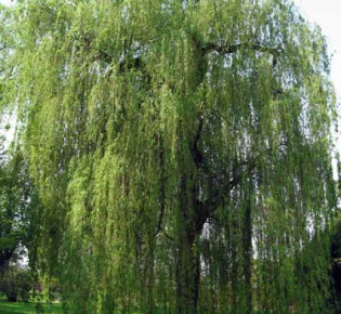 Ива — народный лекарь