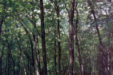 Дубовые леса в заповеднике Кедровая падь