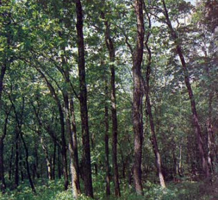 Дубовые леса в заповеднике Кедровая падь