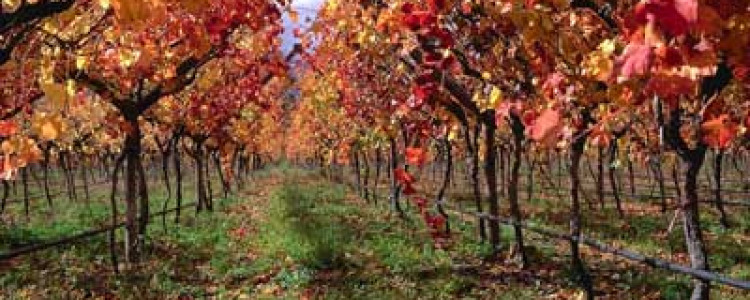 Уход за виноградом — работа на винограднике