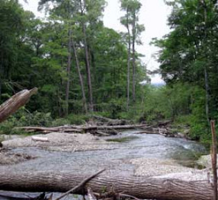 Широколиственные леса заповедника Кедровая падь