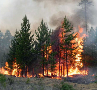 Как победить пожары на природных территориях России