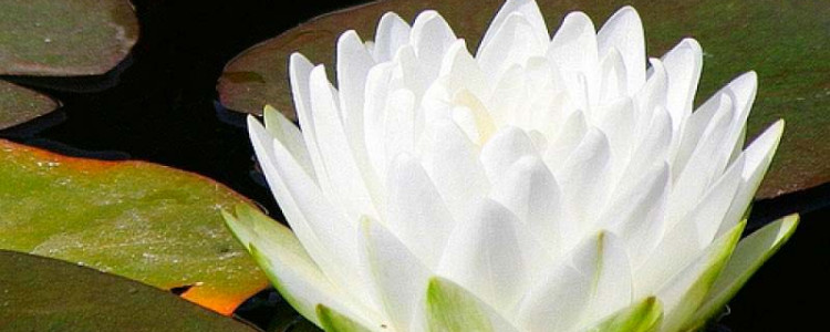 Лотос — цветок самый древний на земле