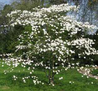Кизил — древнейшее плодовое растение