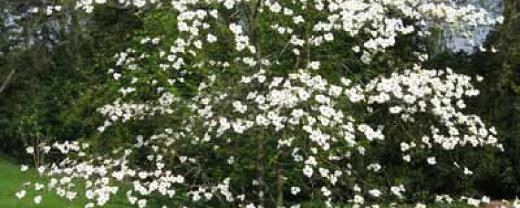 Кизил — древнейшее плодовое растение