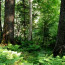 Кедрово-широколиственные леса (кедровники) заповедника Кедровая падь