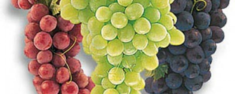 Сорта винограда дальневосточной селекции