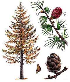 Ботаническое описание лиственницы