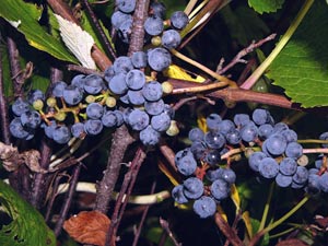 primorskii vinograd