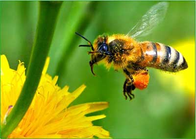 мед,медоносное растение,пчела, медосбор