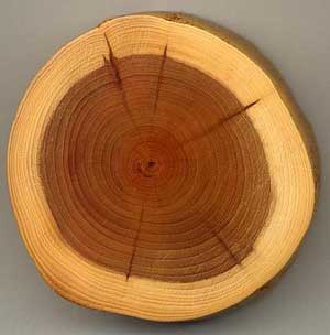 древесина,физические свойства древесины, качество древесины