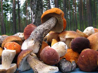 грибы,сбор грибов,грибной,грибник,лес