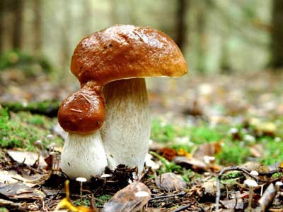 грибы съедобные,грибы