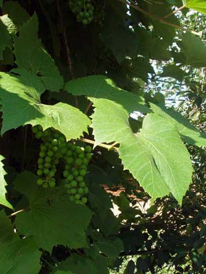 vinograd amurskii