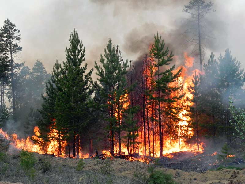 лесные пожары, природные пожары